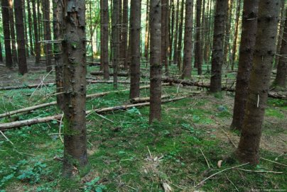 Panaikinamos apribojimo priemonės dėl trichineliozės Andrioniškio seniūnijos Plikiškių miške  