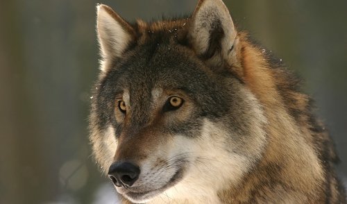 Išduotas leidimas vilkų medžioklei Anykščių rajone
