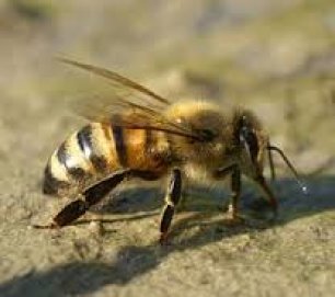 Dėl papildomo bičių maitinimo